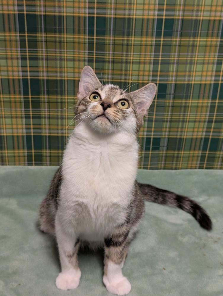 Enlarge Agnarr, a Adoptable mixed breed in Greensboro, NC image 4/6