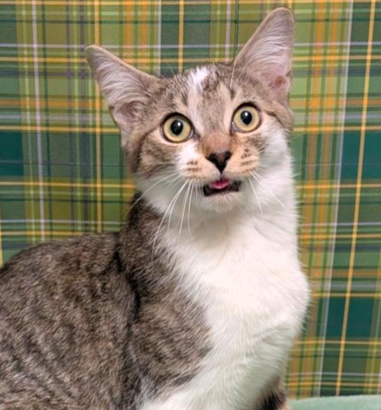 Enlarge Agnarr, a Adoptable mixed breed in Greensboro, NC image 5/6