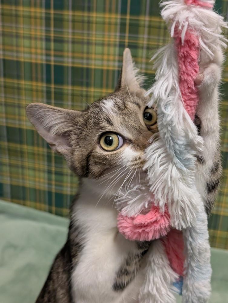 Enlarge Agnarr, a Adoptable mixed breed in Greensboro, NC image 6/6