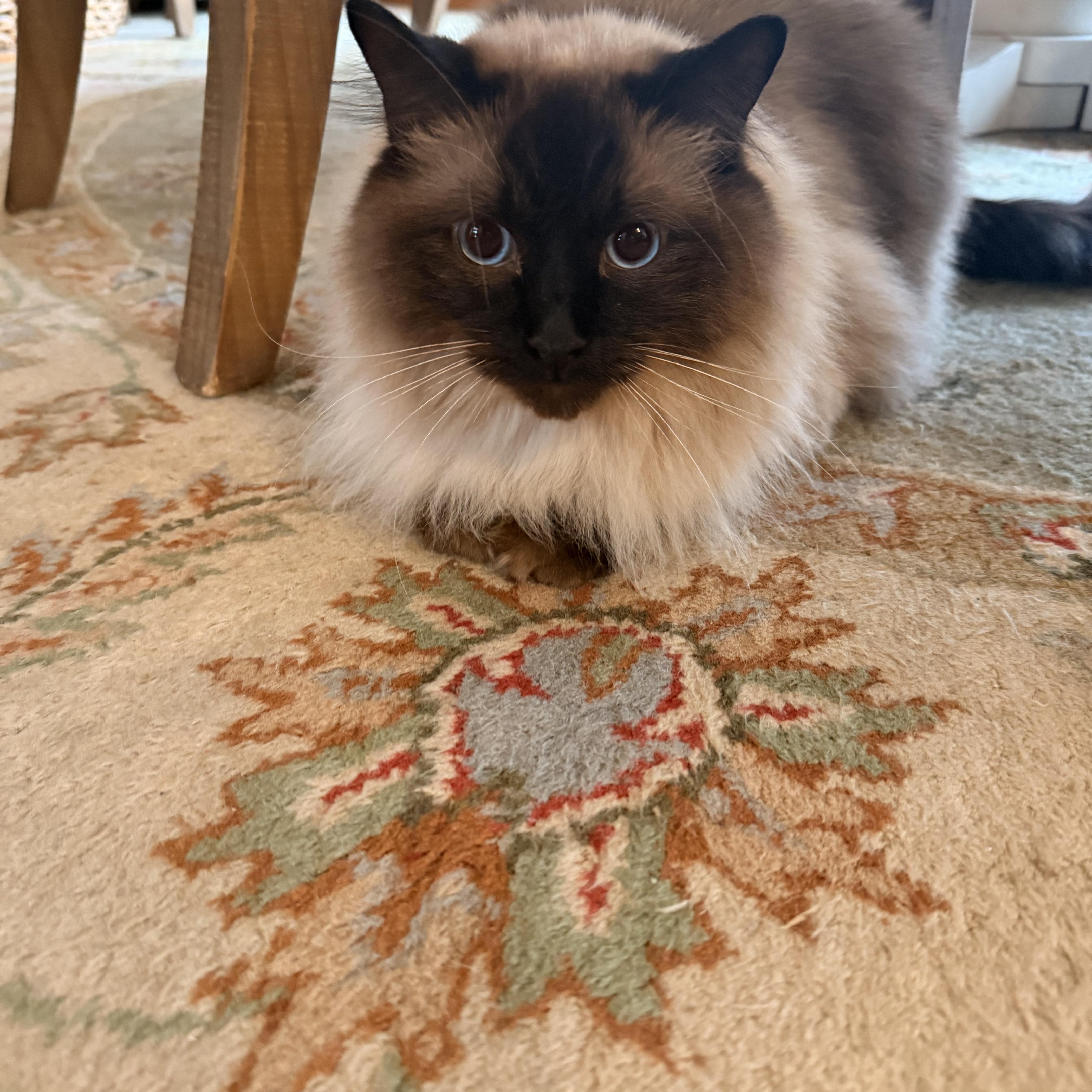 Enlarge August, an adopted Ragdoll in Huntley, IL image 3/3