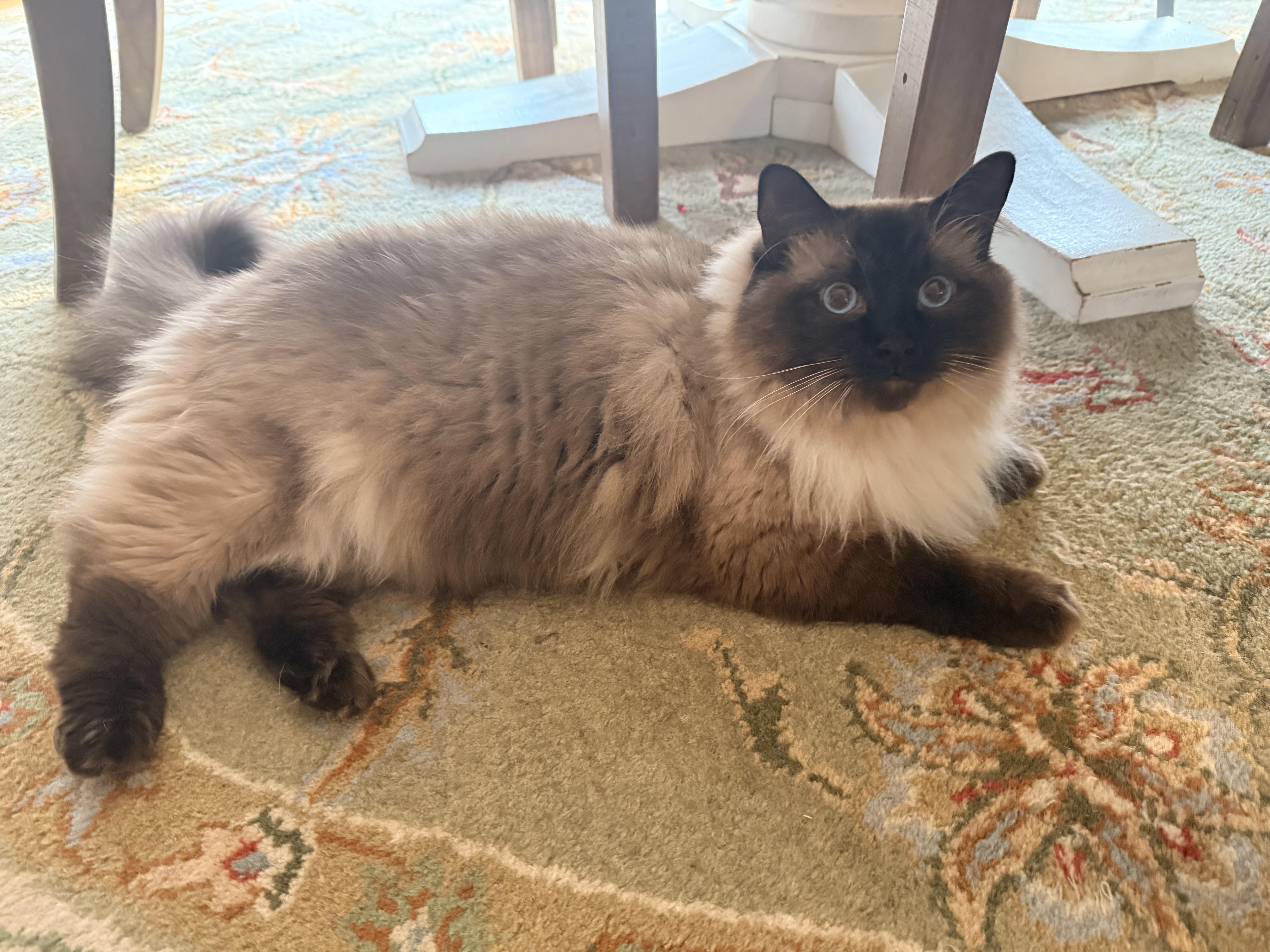 Enlarge August, an adopted Ragdoll in Huntley, IL image 2/3