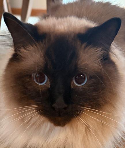 Enlarge August, an adopted Ragdoll in Huntley, IL image 1/3
