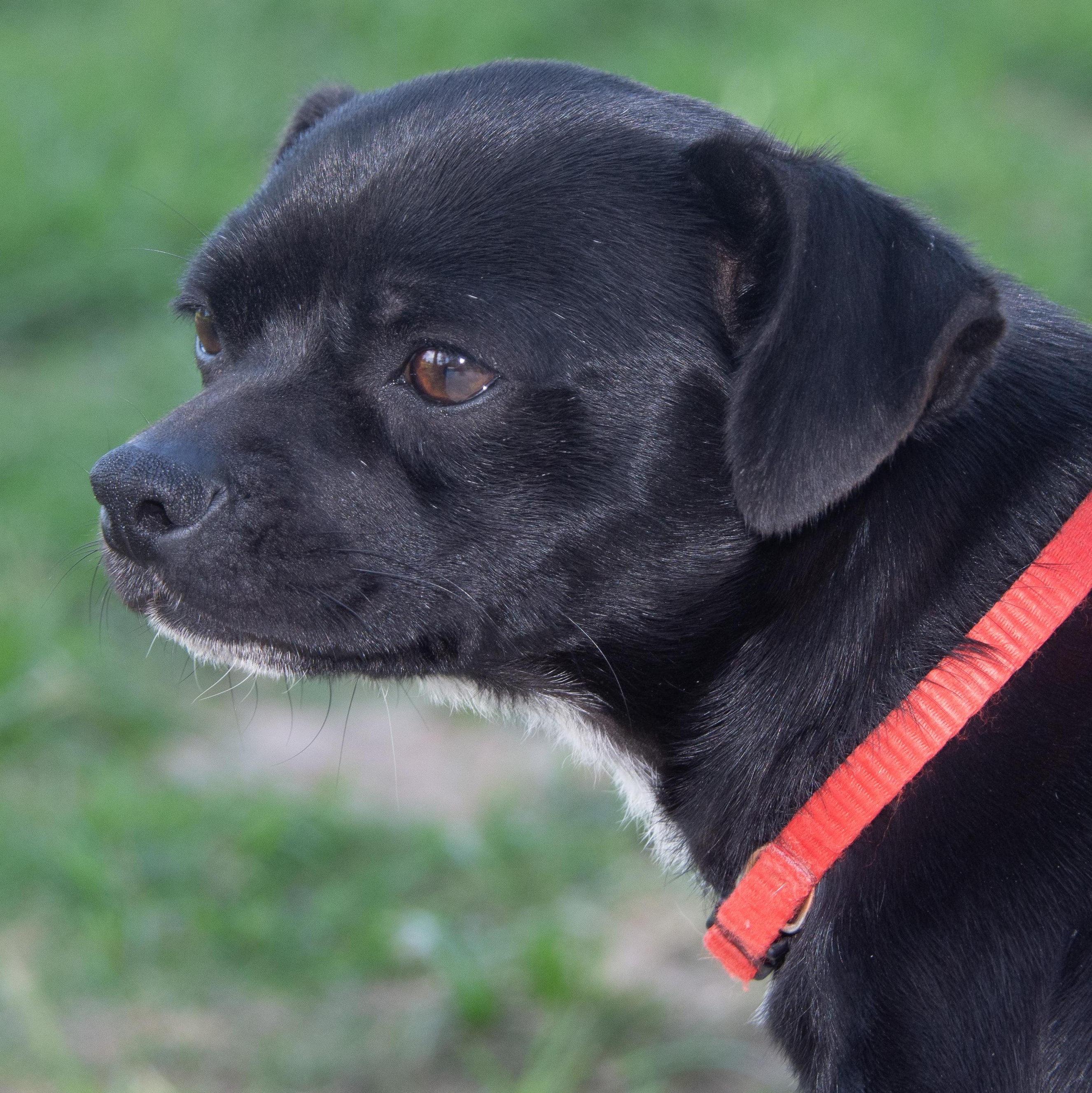 Checkers, an adoptable Pug, Beagle in Richmond, TX, 77406 | Photo Image 1