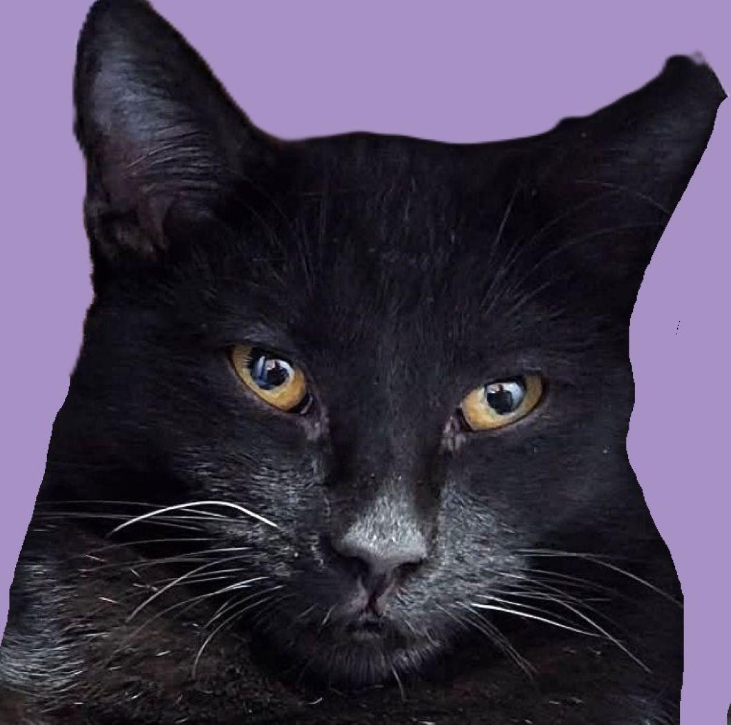 Sienna, Adoptable, Young Male Domestic Short Hair & Tabby.