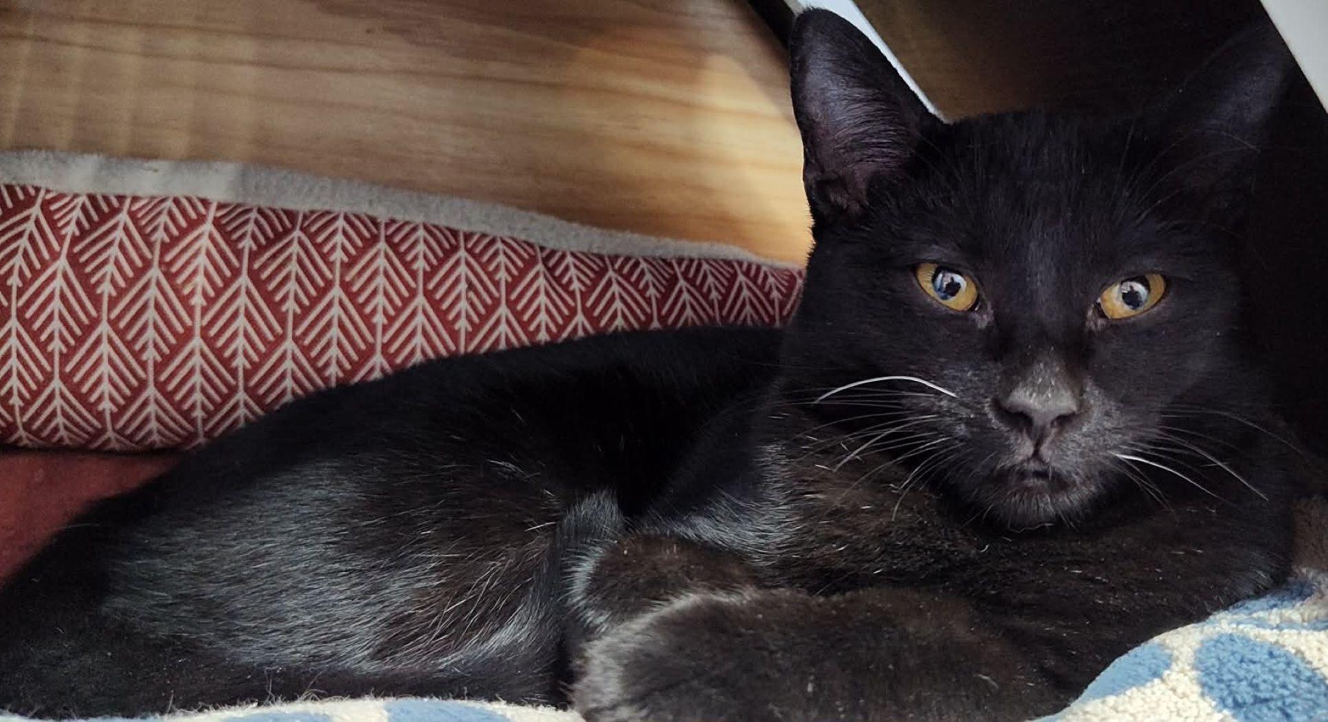 Enlarge Sienna, a Adoptable mixed breed in Savannah, GA image 3/3