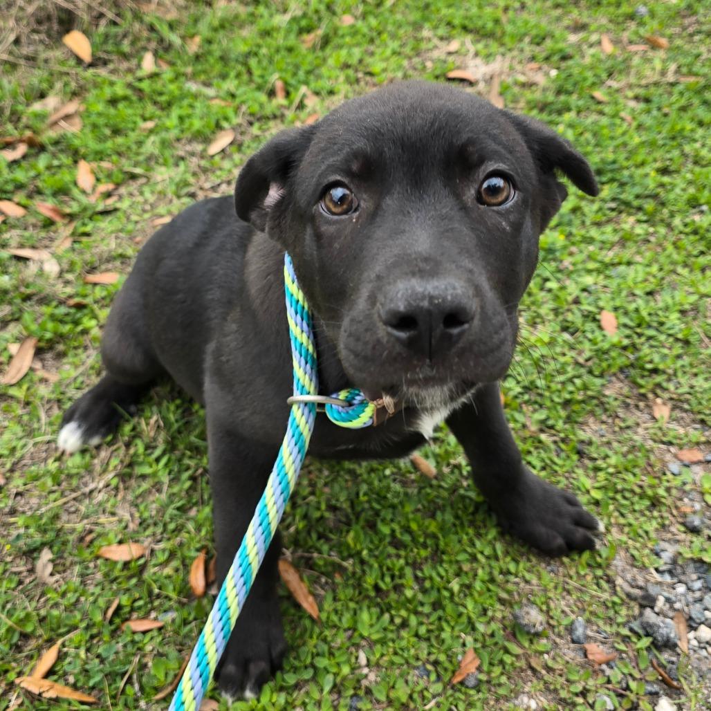 Alec, a Adoptable Mixed Breed in Williston, FL image 2/3