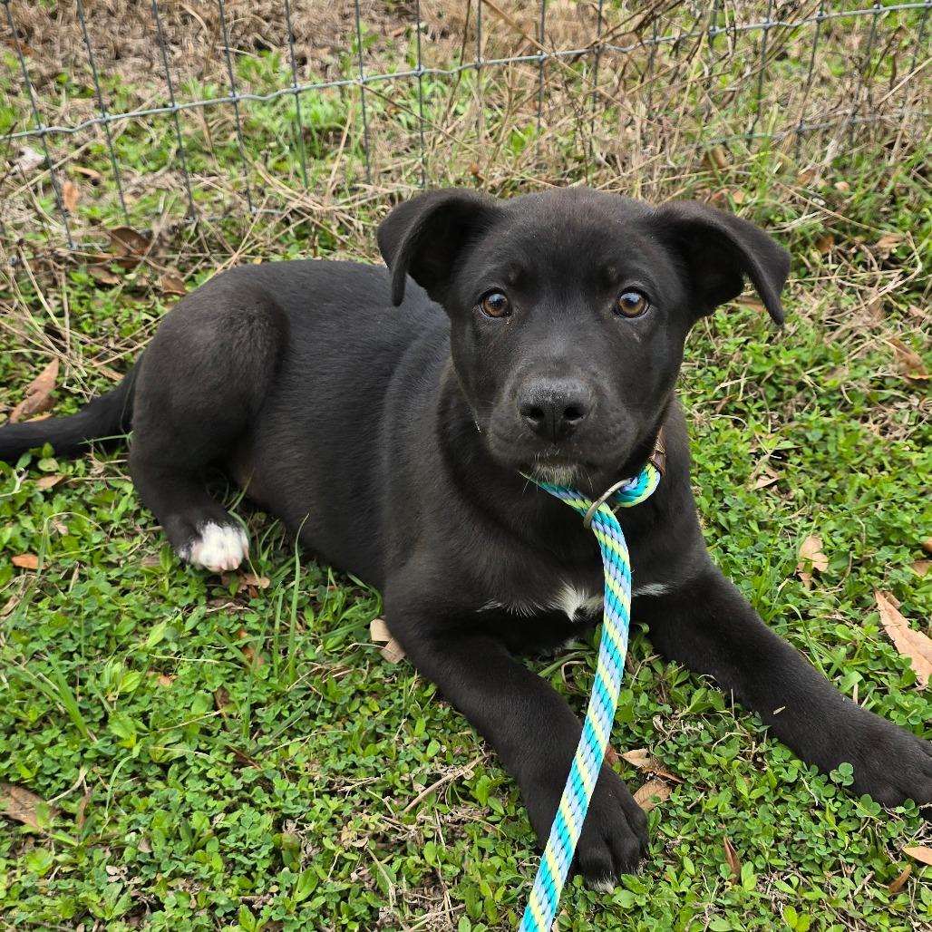Alec, a Adoptable Mixed Breed in Williston, FL image 3/3