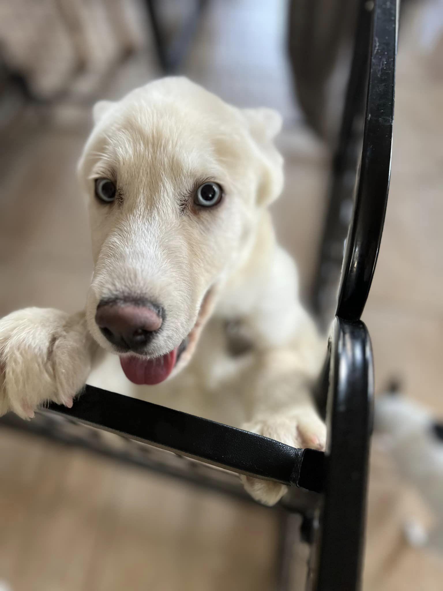 Enlarge Puddles, a Adoptable Siberian Husky in West Richland, WA image 2/6