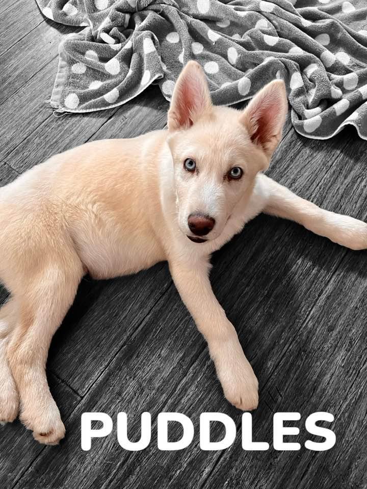 Enlarge Puddles, a Adoptable Siberian Husky in West Richland, WA image 3/6