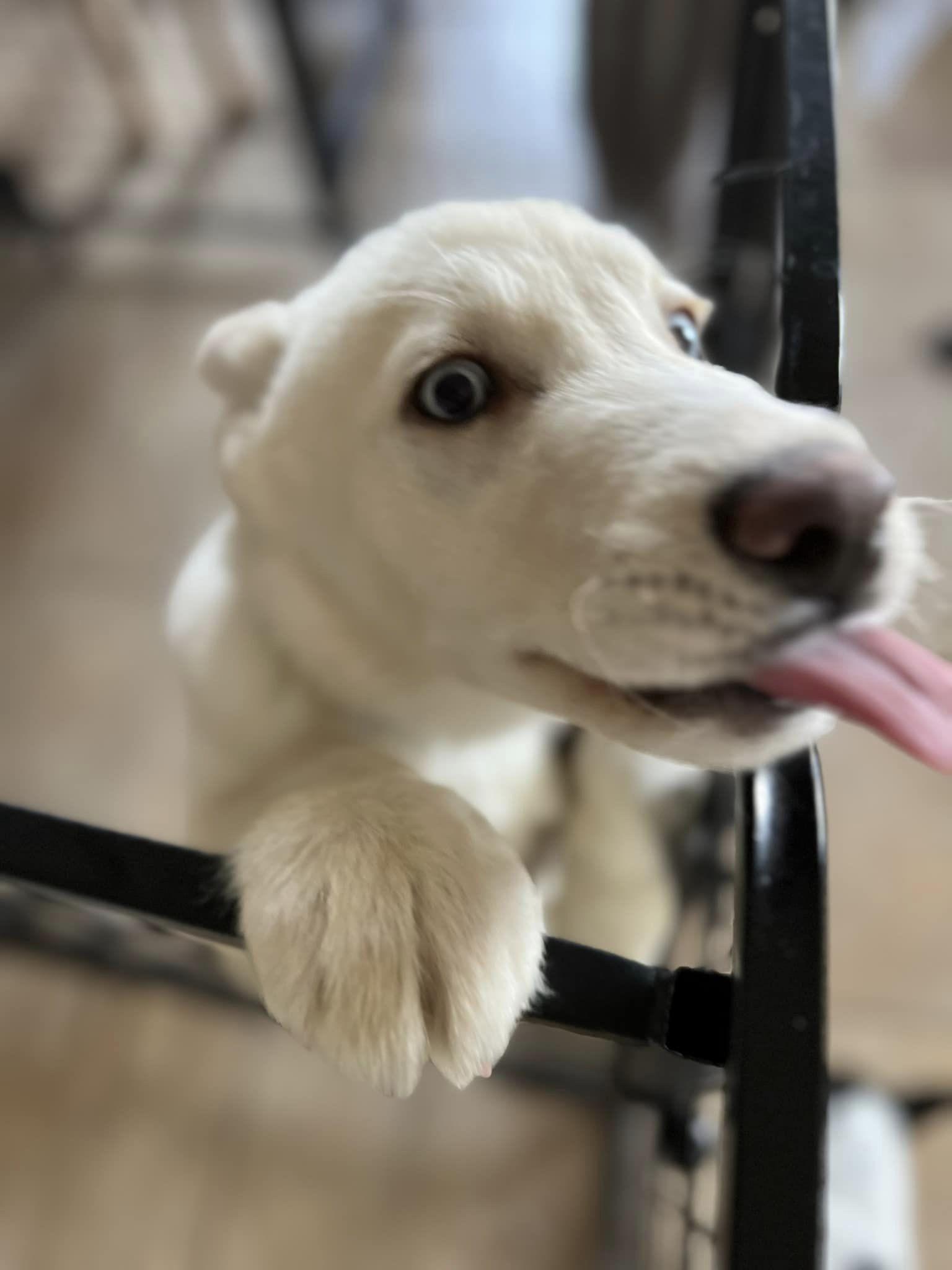 Enlarge Puddles, a Adoptable Siberian Husky in West Richland, WA image 5/6