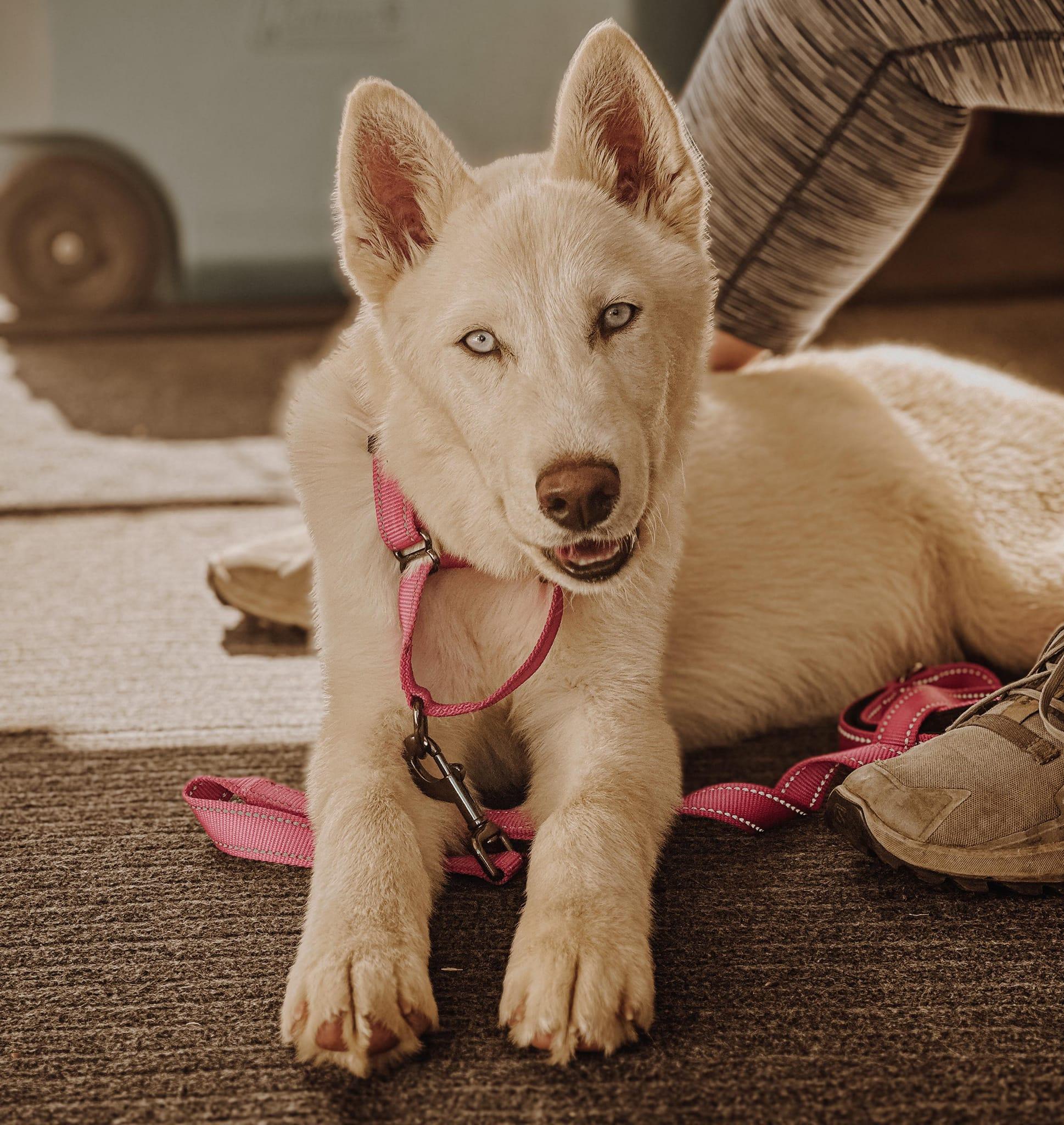 Enlarge Puddles, a Adoptable Siberian Husky in West Richland, WA image 6/6
