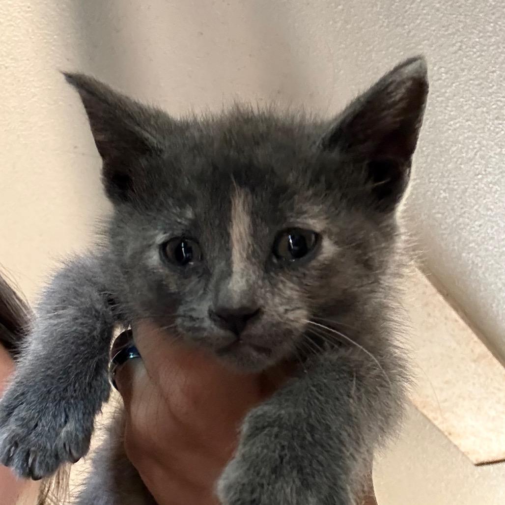 Felicity, Adoptable, Kitten Female Domestic Short Hair.