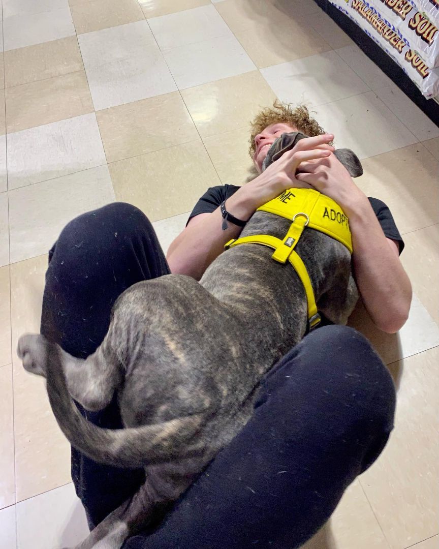 Nemo, Adopted, Puppy Male Mixed Breed.