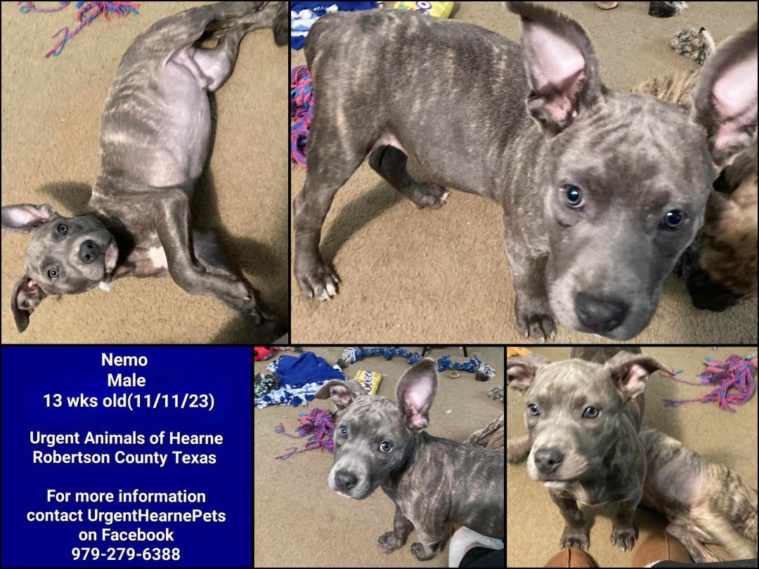 Enlarge Nemo, a Adopted mixed breed in Hearne, TX image 2/3