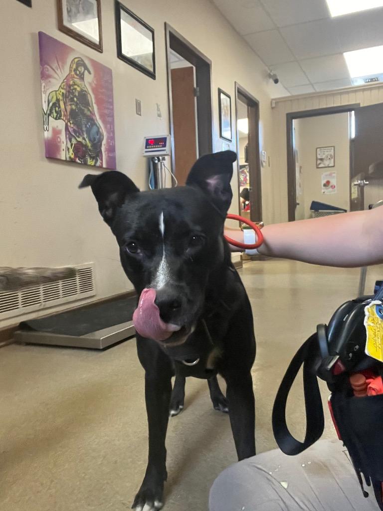 Enlarge Oreo, a Adoptable mixed breed in Springfield, OH image 1/6