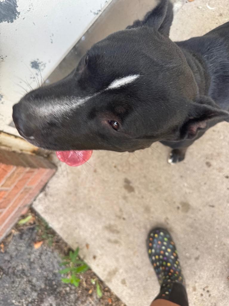 Oreo, Adoptable, Adult Female Labrador Retriever & Staffordshire Bull Terrier.