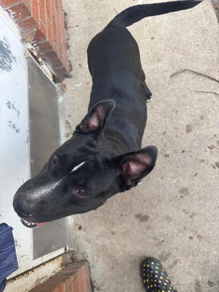 Enlarge Oreo, a Adoptable mixed breed in Springfield, OH image 2/6