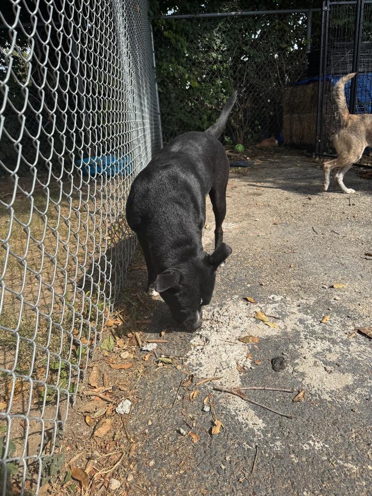 Enlarge Oreo, a Adoptable mixed breed in Springfield, OH image 3/6