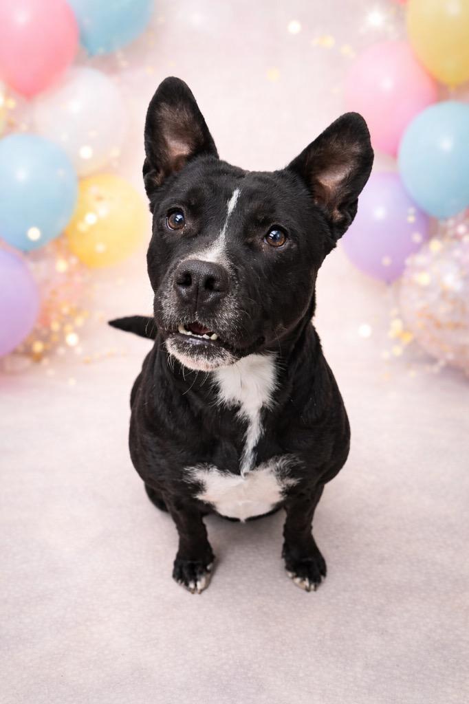 Enlarge Oreo, a Adoptable mixed breed in Springfield, OH image 4/6