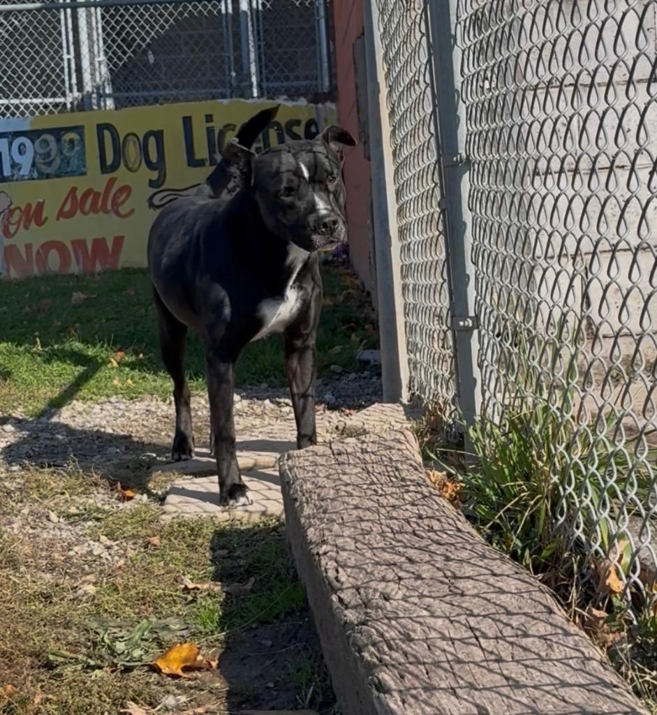 Enlarge Oreo, a Adoptable mixed breed in Springfield, OH image 6/6