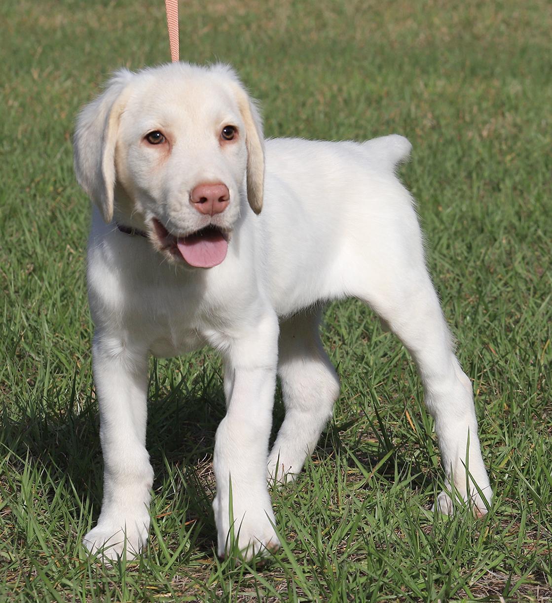 Enlarge Jenga, an adopted Hound in North Fort Myers, FL image 3/5