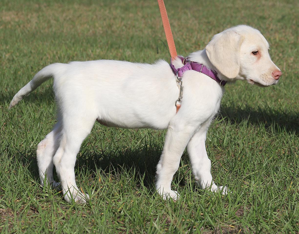 Enlarge Jenga, an adopted Hound in North Fort Myers, FL image 5/5