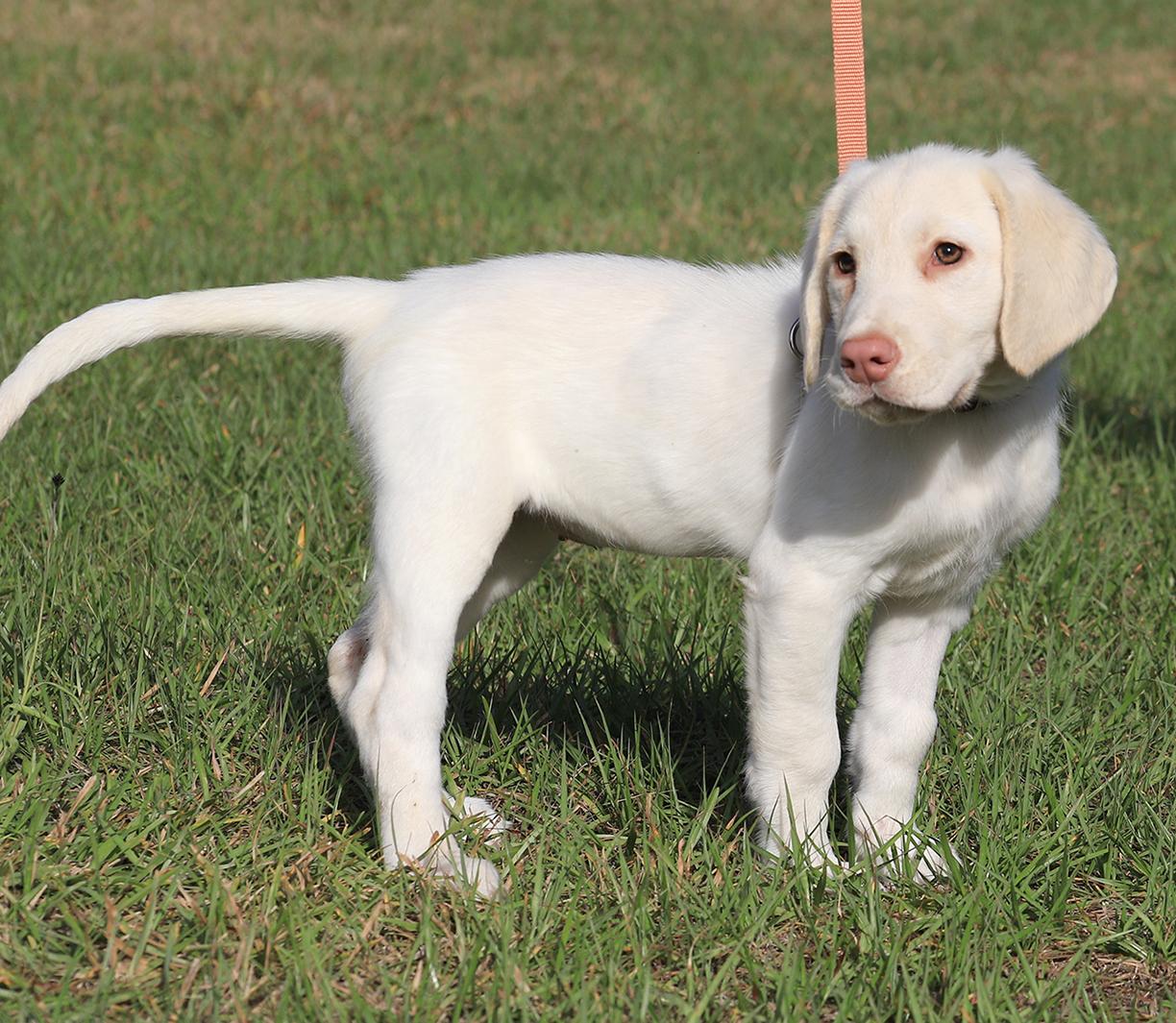 Enlarge Jenga, an adopted Hound in North Fort Myers, FL image 2/5