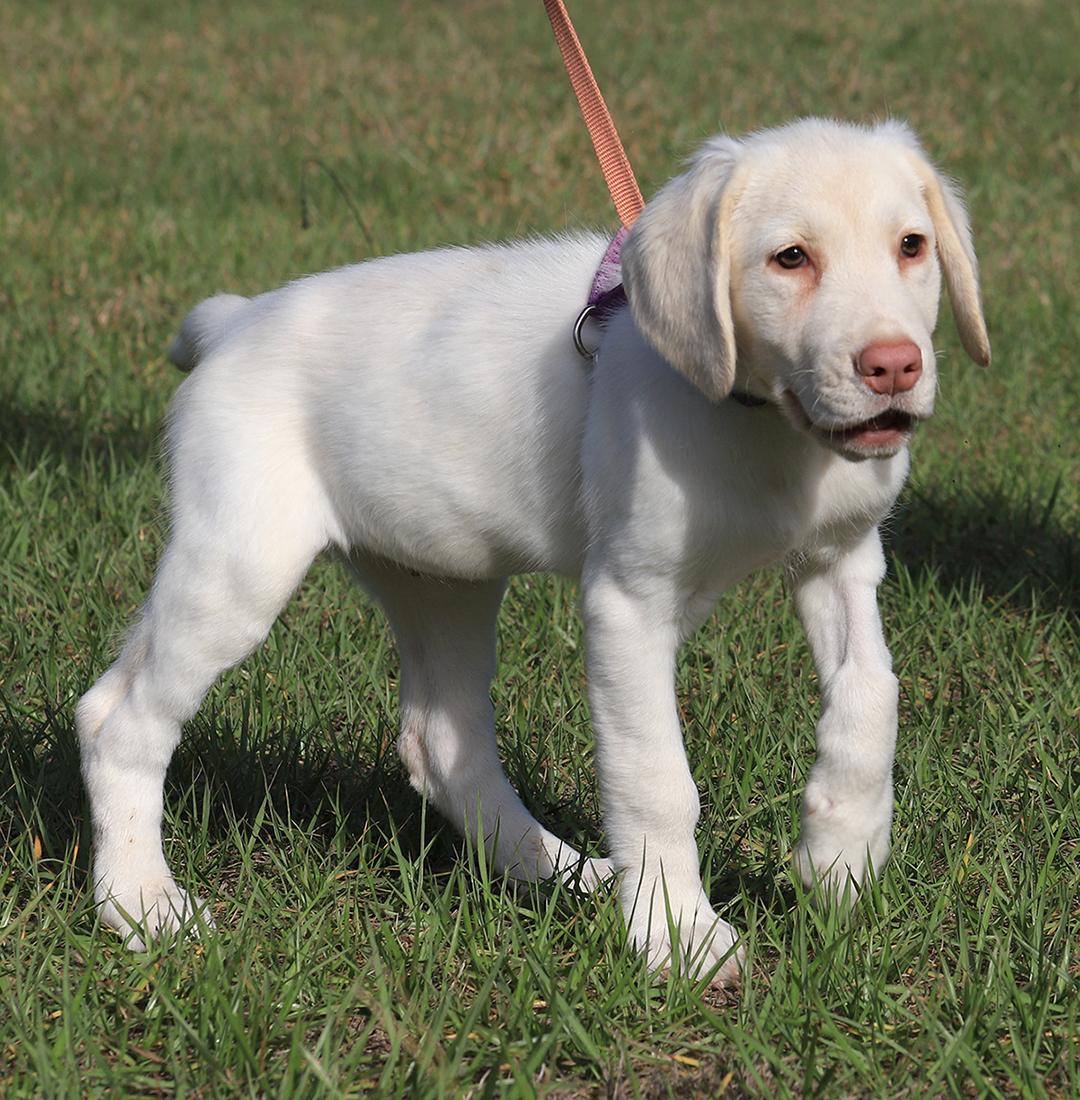 Enlarge Jenga, an adopted Hound in North Fort Myers, FL image 4/5
