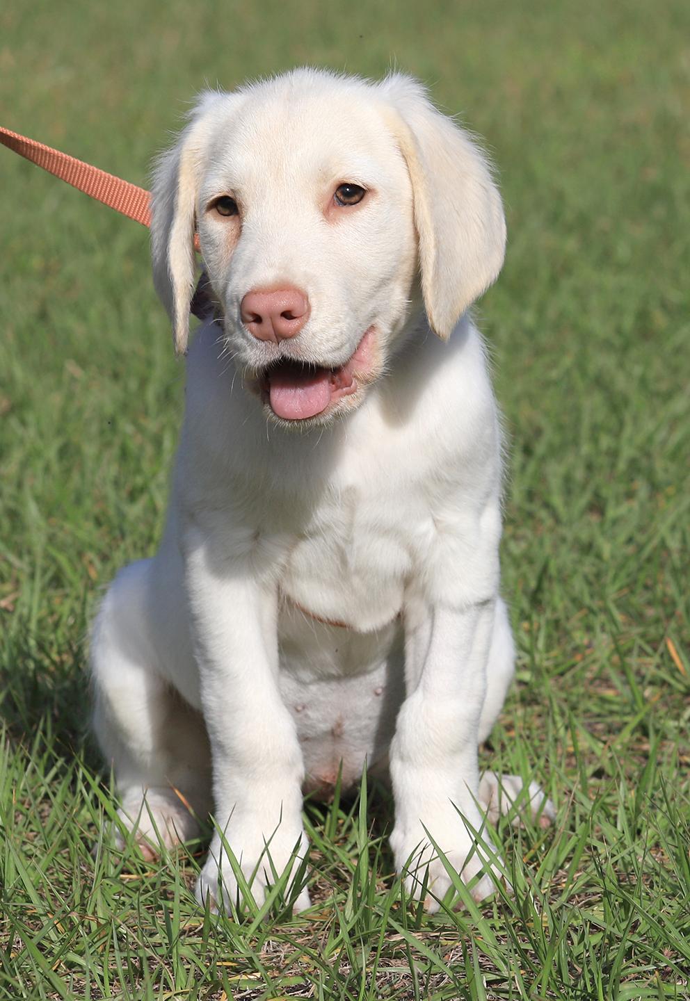 Jenga, adopted, Puppy Female Hound.