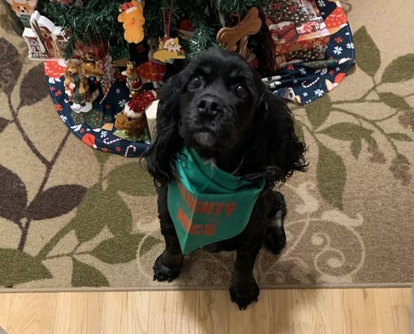 Enlarge Maisie/ in Pioneer, Ohio, an adopted Cocker Spaniel in Kannapolis, NC image 3/4