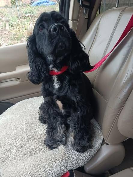 Enlarge Maisie/ in Pioneer, Ohio, an adopted Cocker Spaniel in Kannapolis, NC image 4/4