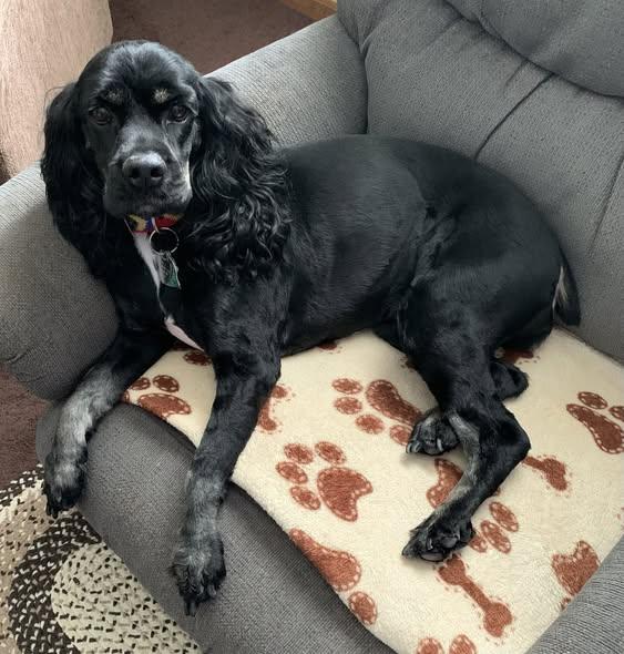 Enlarge Maisie/ in Pioneer, Ohio, an adopted Cocker Spaniel in Kannapolis, NC image 2/4
