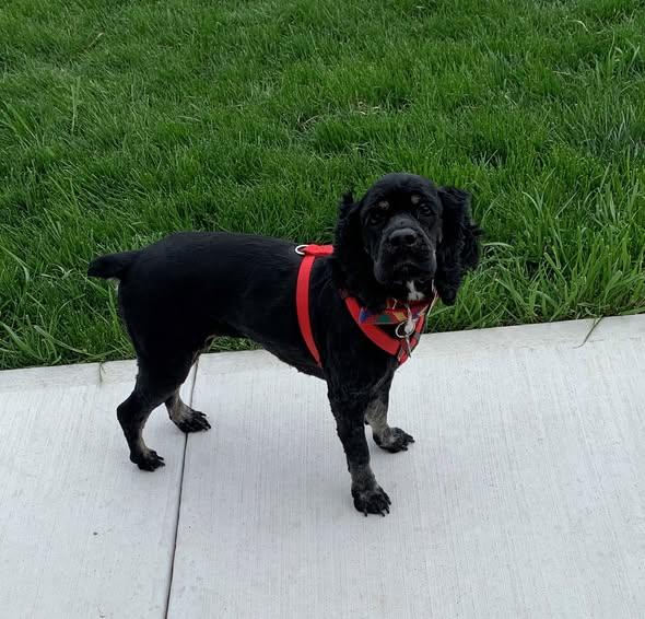 Enlarge Maisie/ in Pioneer, Ohio, an adopted Cocker Spaniel in Kannapolis, NC image 1/4