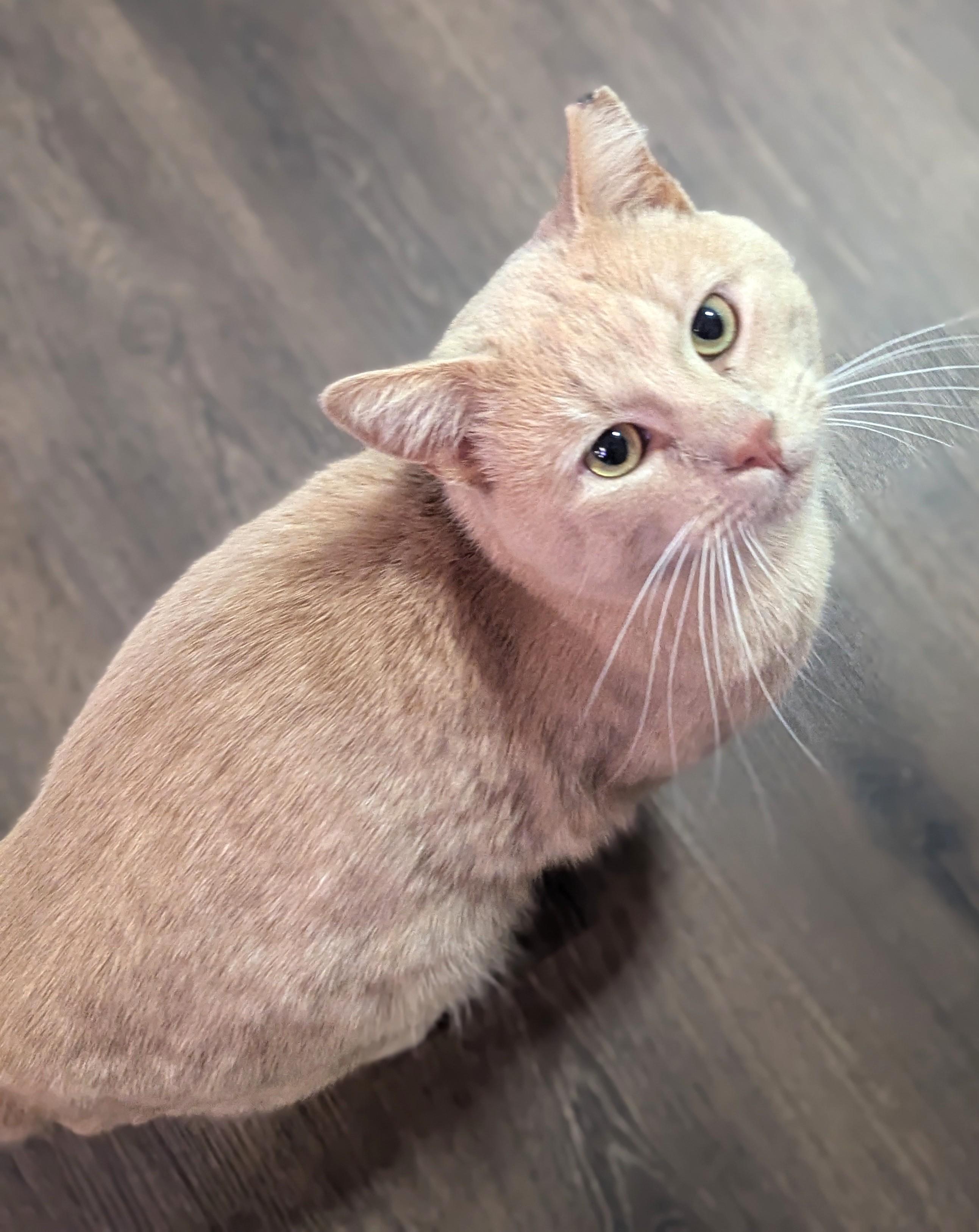 Enlarge Atuf, an adopted Domestic Short Hair in Charlotte, NC image 4/4