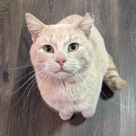 Enlarge Atuf, an adopted Domestic Short Hair in Charlotte, NC image 1/4