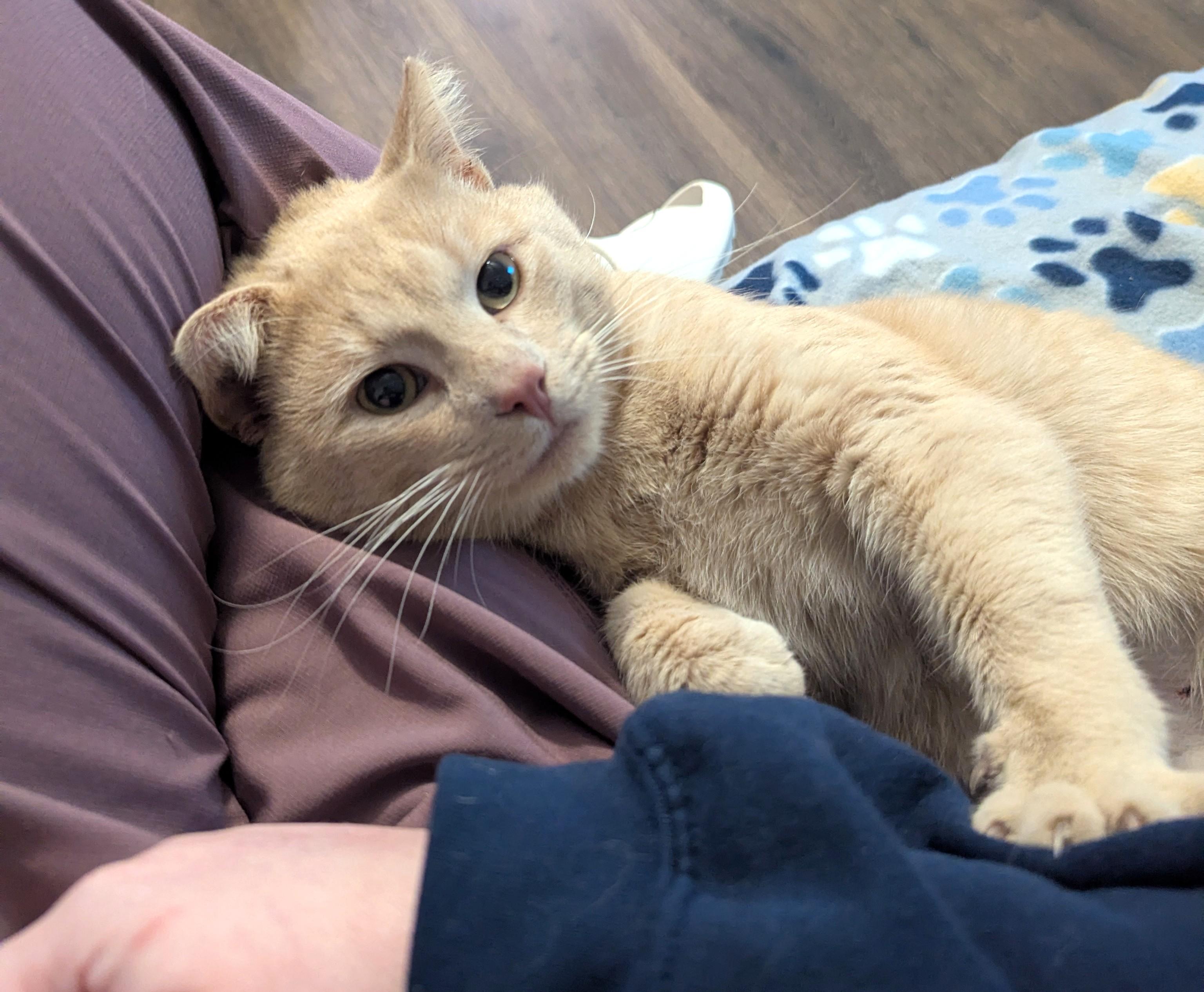 Enlarge Atuf, an adopted Domestic Short Hair in Charlotte, NC image 2/4