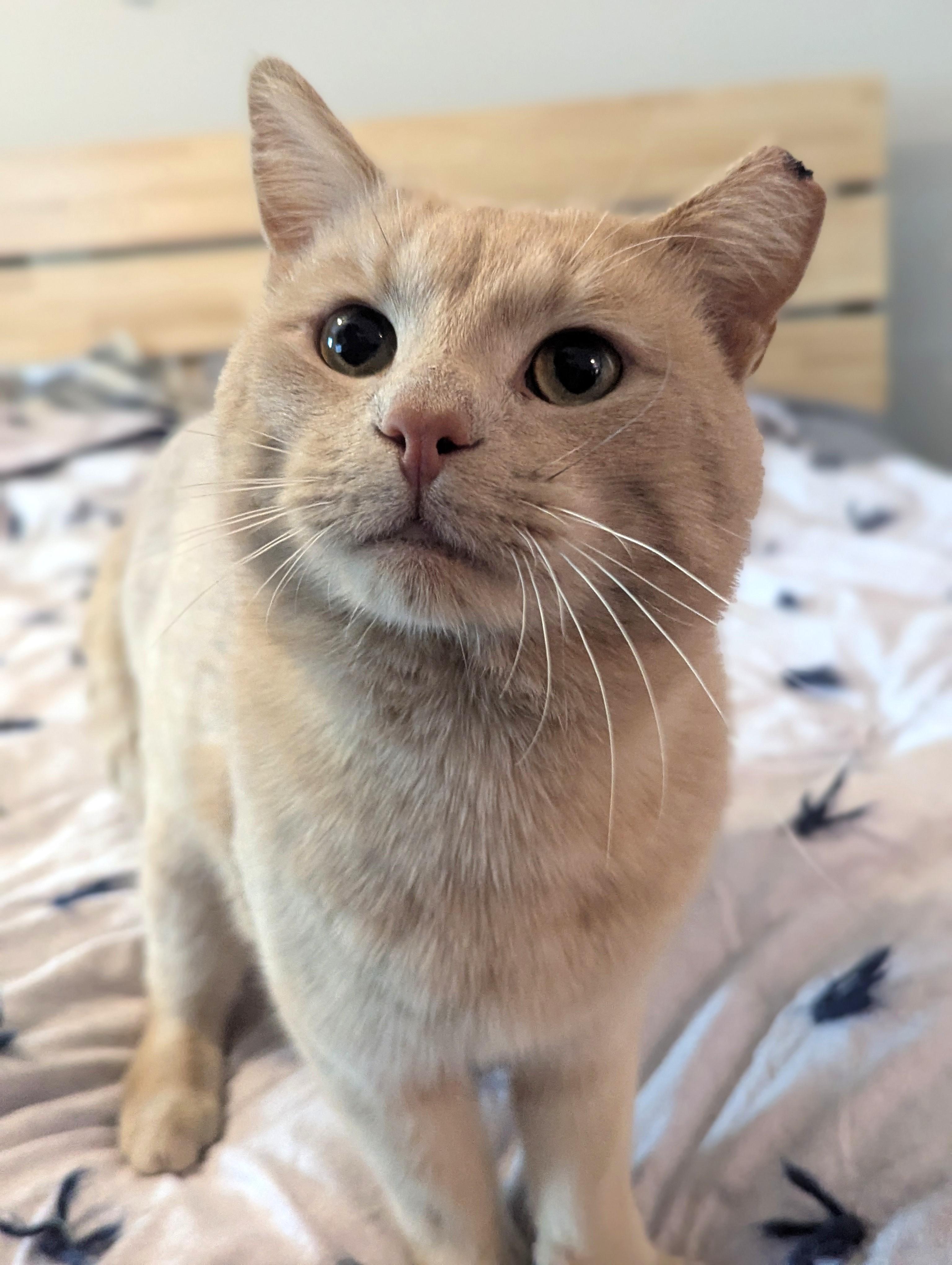 Enlarge Atuf, an adopted Domestic Short Hair in Charlotte, NC image 3/4