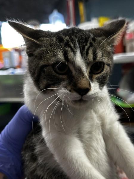 Brooke, Adoptable, Young Female Domestic Short Hair.