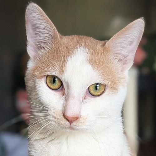 OLIVER, a ADOPTABLE Domestic Short Hair in Sequim, WA image 1/3