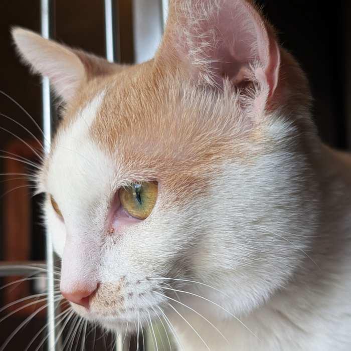 OLIVER, a ADOPTABLE Domestic Short Hair in Sequim, WA image 2/3