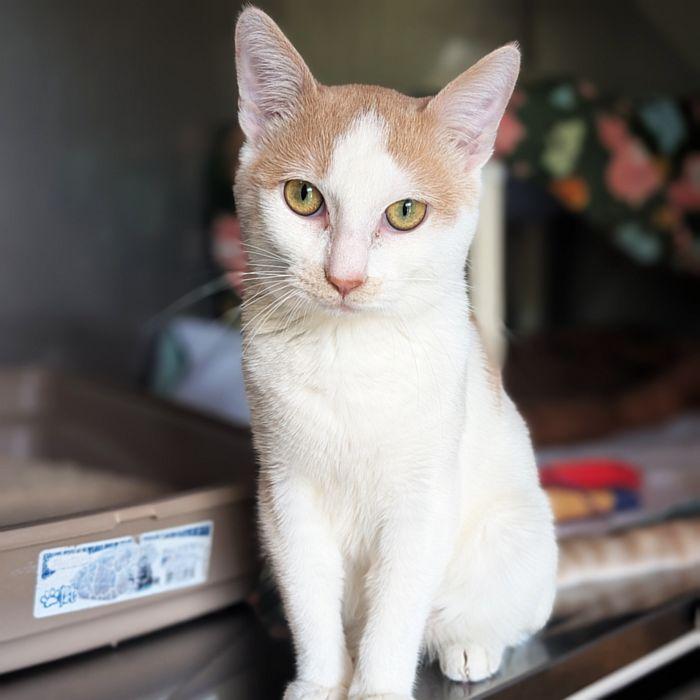 OLIVER, a ADOPTABLE Domestic Short Hair in Sequim, WA image 3/3