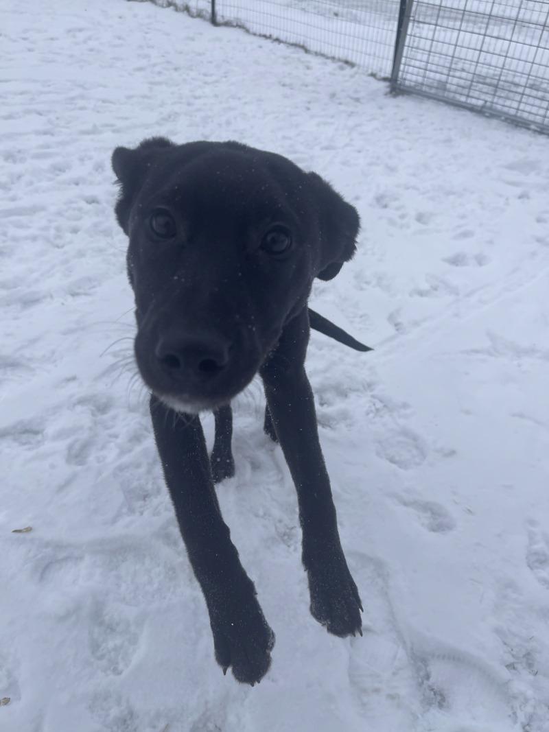 Sofia, Adoptable, Puppy Female Labrador Retriever & Mixed Breed.