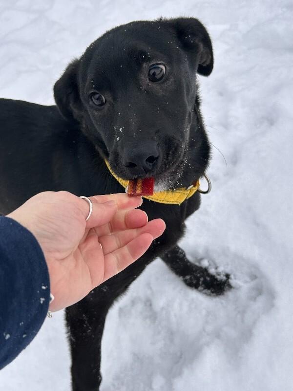 Enlarge Sofia, a Adoptable mixed breed in Cortland, NY image 2/6