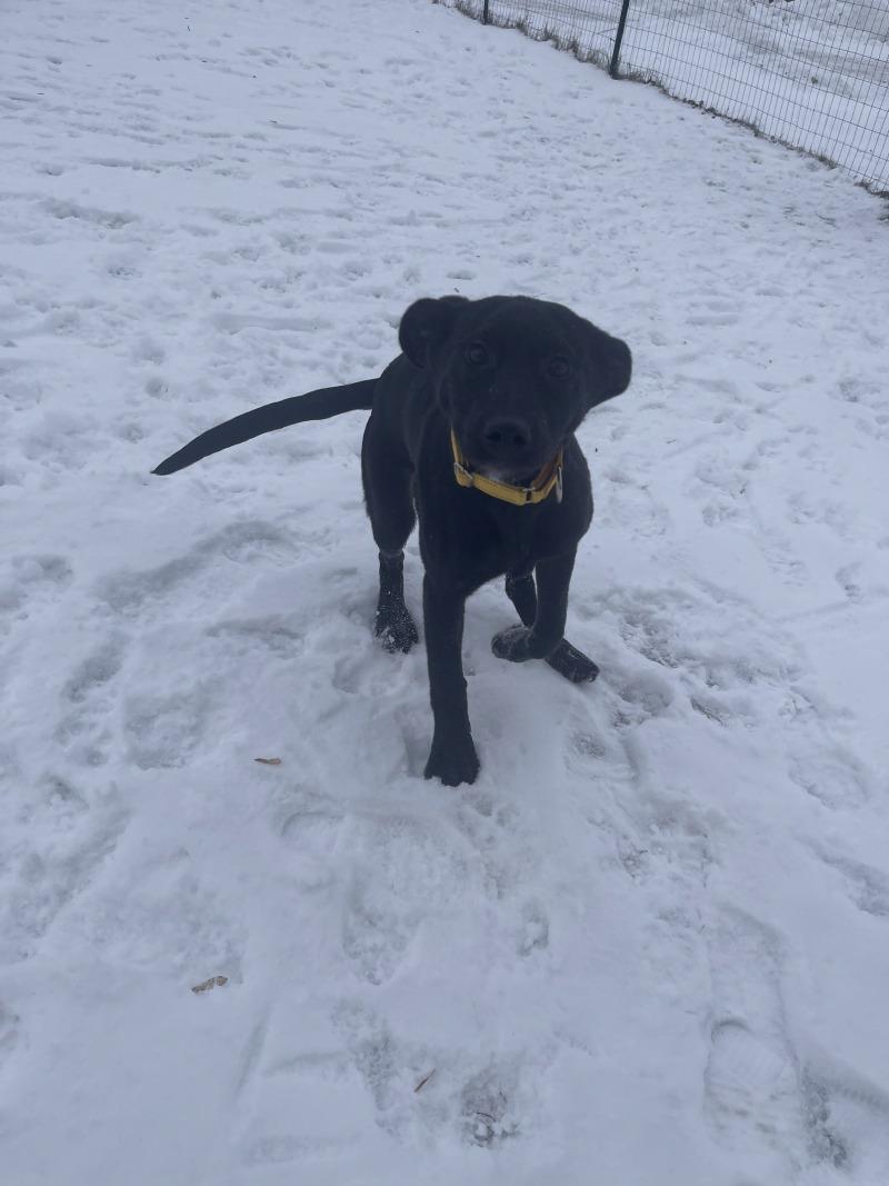 Enlarge Sofia, a Adoptable mixed breed in Cortland, NY image 4/6