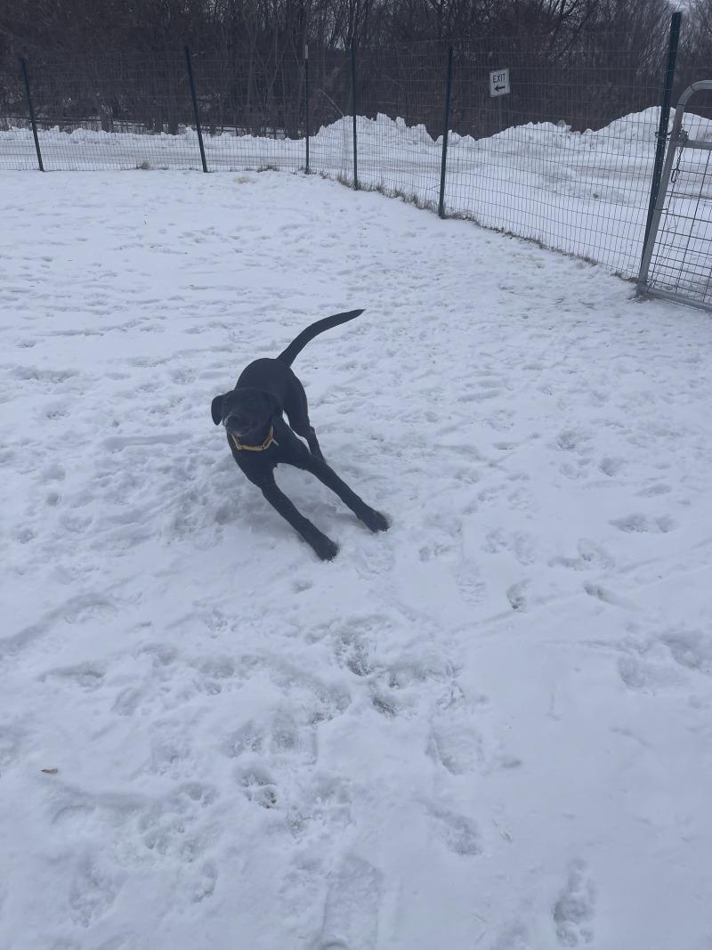 Enlarge Sofia, a Adoptable mixed breed in Cortland, NY image 5/6