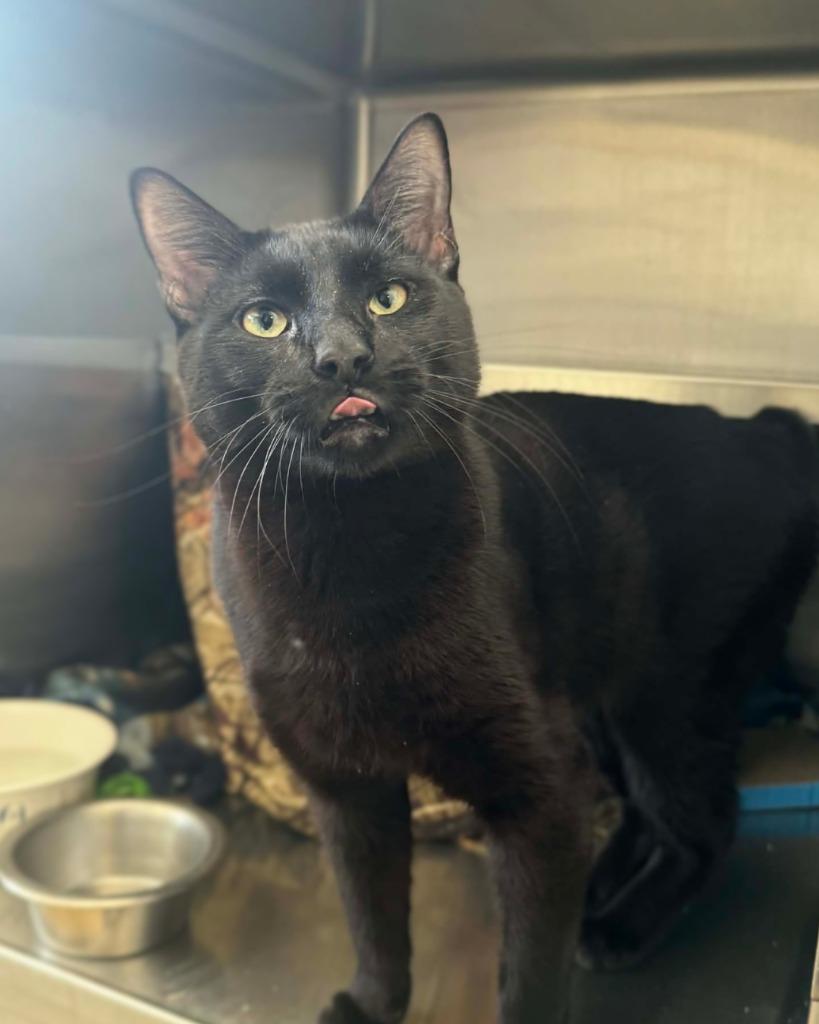 Joe, Adoptable, Young Male Domestic Short Hair.