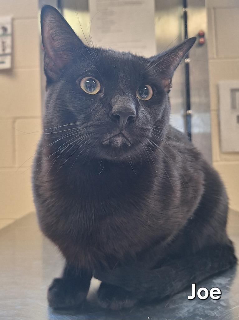 Joe, Adoptable, Young Male Domestic Short Hair.