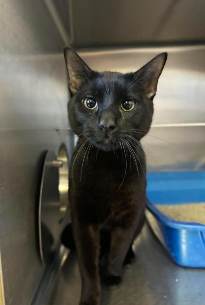 Enlarge Joe, a Adoptable mixed breed in Grand Forks, ND image 2/2