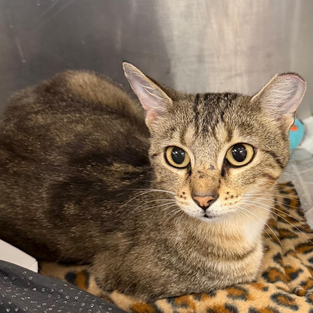 Enlarge Winnie, a Adoptable Domestic Short Hair in Belleville, IL image 1/3