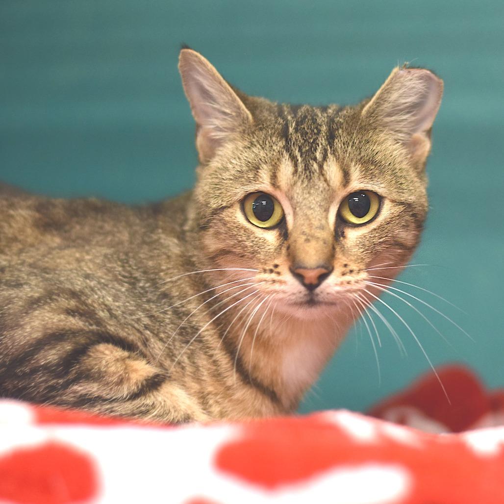 Enlarge Winnie, a Adoptable Domestic Short Hair in Belleville, IL image 2/3